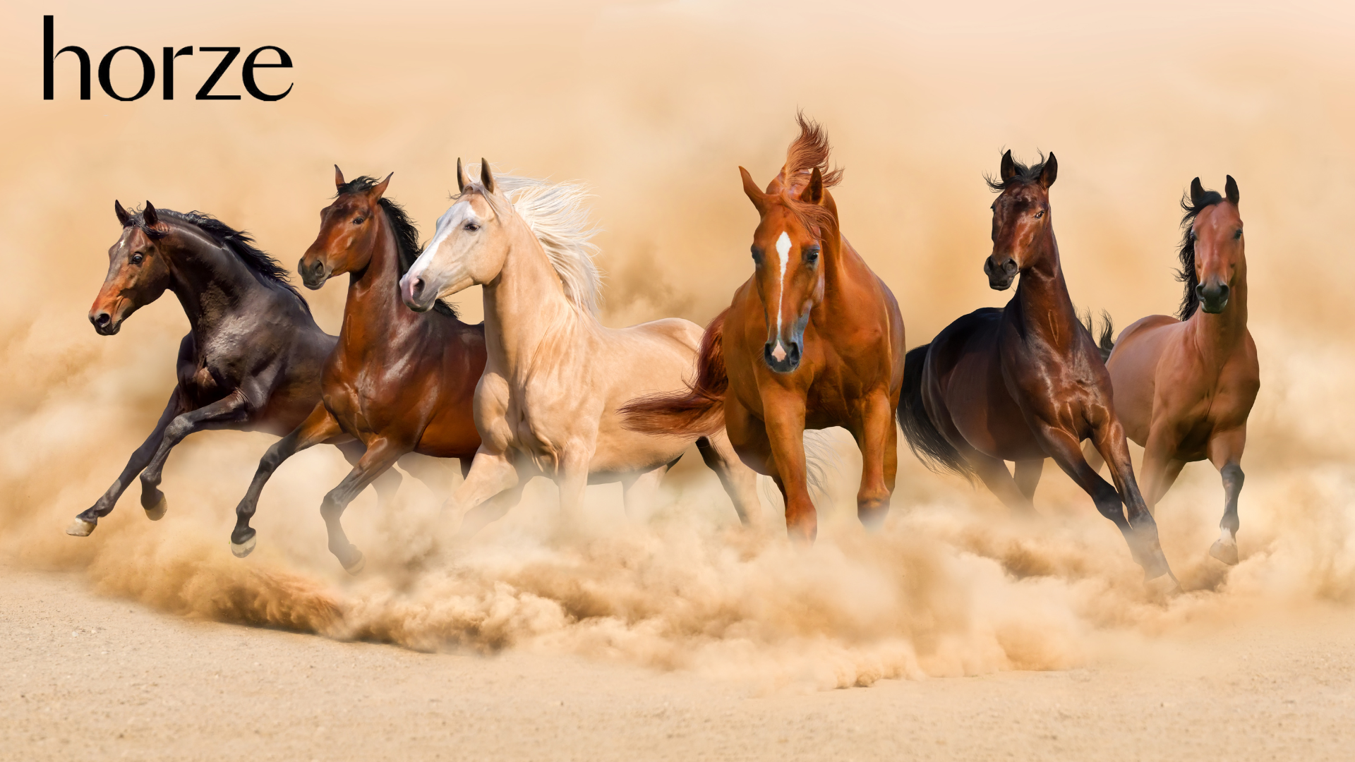 Aus Kundensicht neu entwickelt – wie Horze den Loyalty-Club neu aufstellt